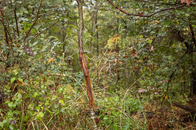 2421 Morrison Loop, Anderson, MO 64831