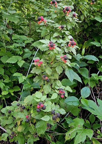 206 Church Street, Merrimac, WI 53561