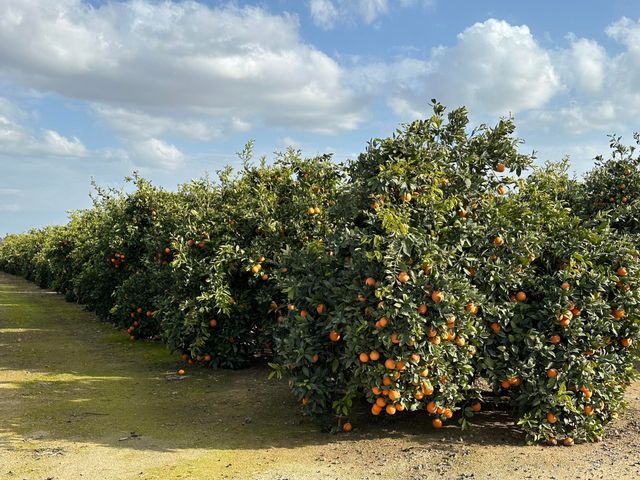 37 Acres Citrus Ranch, Terra Bella, CA 93270