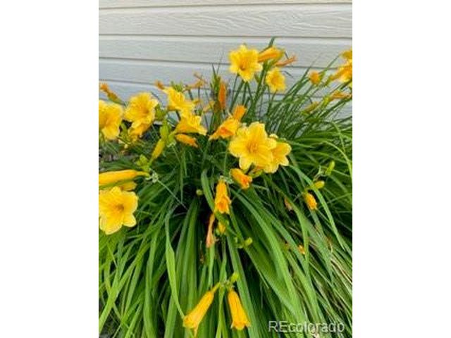 6405 Hollyhock Grn 62, Frederick, CO 80530