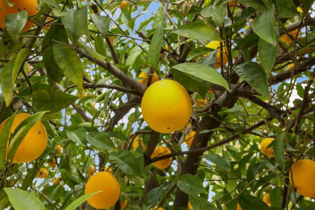 914 S Pleasant Ave, Lodi, CA 95240