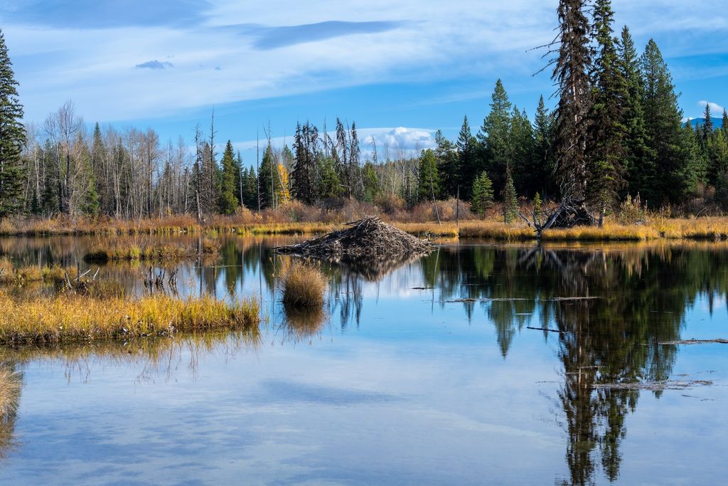 8500 North Fork Road, Polebridge, MT 59928 photo 110