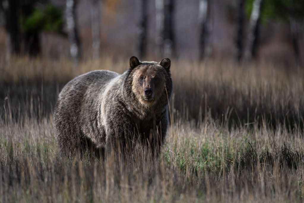 8500 North Fork Road, Polebridge, MT 59928 photo 116