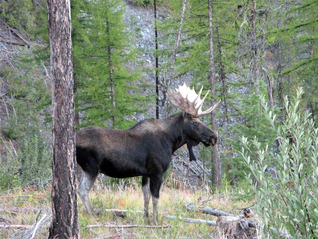 8500 North Fork Road, Polebridge, MT 59928 photo 118