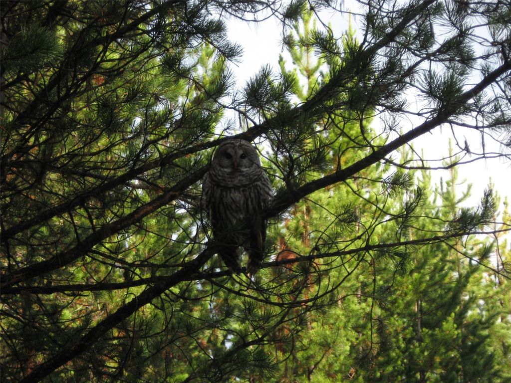 8500 North Fork Road, Polebridge, MT 59928 photo 119