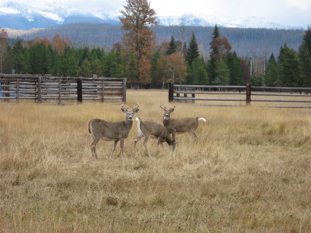 8500 North Fork Road, Polebridge, MT 59928 photo 120
