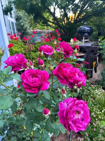 4604 Parktrail Ct, Santa Rosa, CA 95405