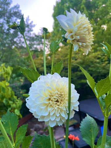 4604 Parktrail Ct, Santa Rosa, CA 95405