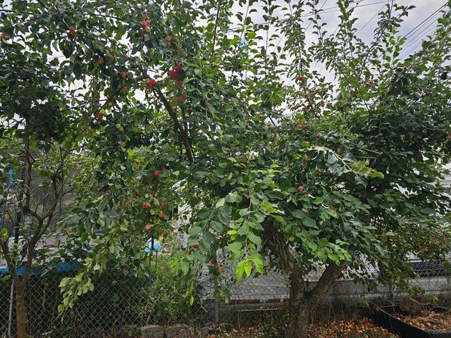 416 S Maple St, Colville, WA 99114