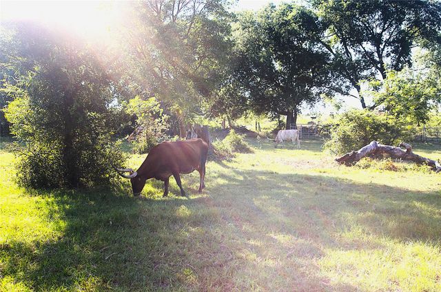 316 Flowing Wells Road, Pottsboro, TX 75076