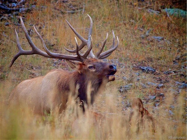 23776 Currant Dr, Golden, CO 80401