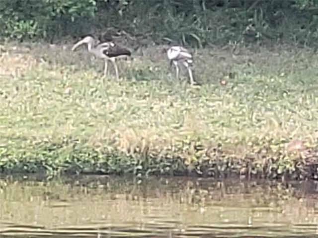 732 LIGHTHOUSE DRIVE, Tarpon Springs, FL 34689