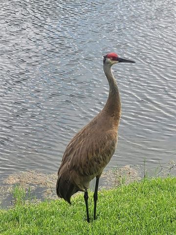 732 LIGHTHOUSE DRIVE, Tarpon Springs, FL 34689