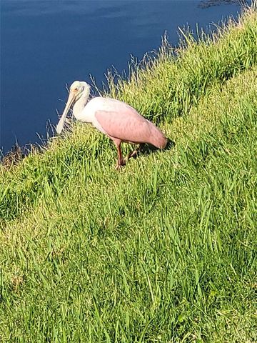 732 LIGHTHOUSE DRIVE, Tarpon Springs, FL 34689