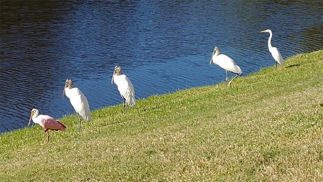 732 LIGHTHOUSE DRIVE, Tarpon Springs, FL 34689