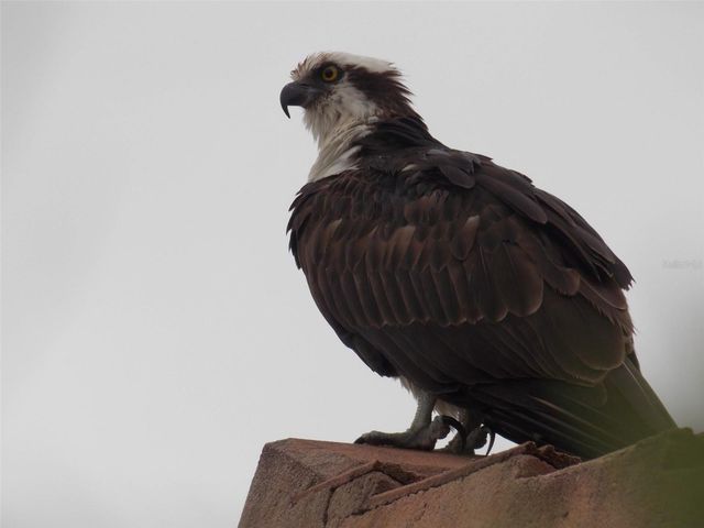 732 LIGHTHOUSE DRIVE, Tarpon Springs, FL 34689