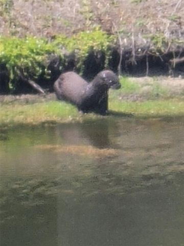 732 LIGHTHOUSE DRIVE, Tarpon Springs, FL 34689