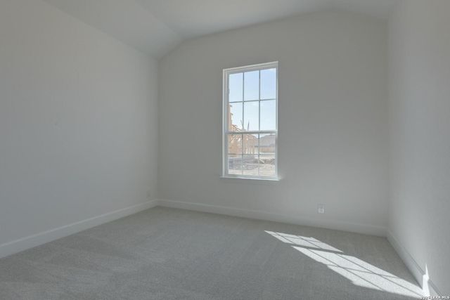 1146 Cape May Warbler, New Braunfels, TX 78132