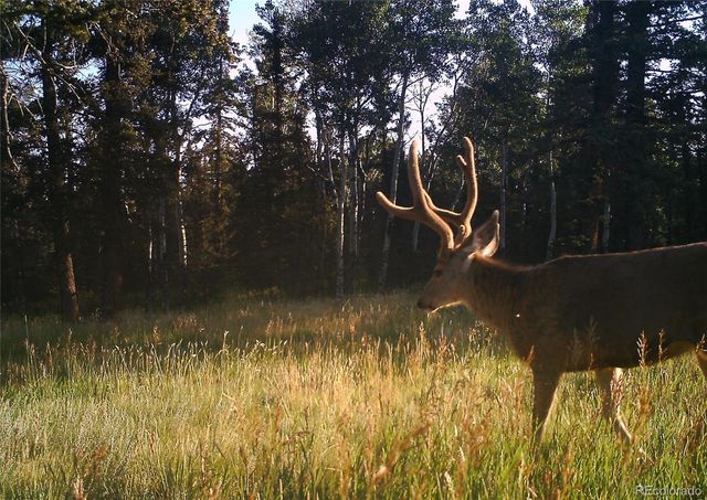 4797 County Road 42, Divide, CO 80814