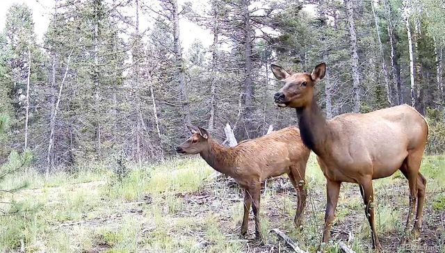 4797 County Road 42, Divide, CO 80814