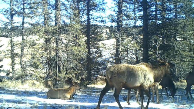 4797 County Road 42, Divide, CO 80814