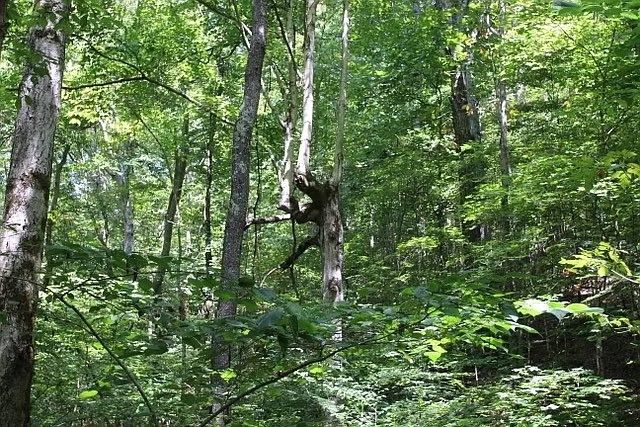 0 Old Highway 31E, Westmoreland, TN 37186