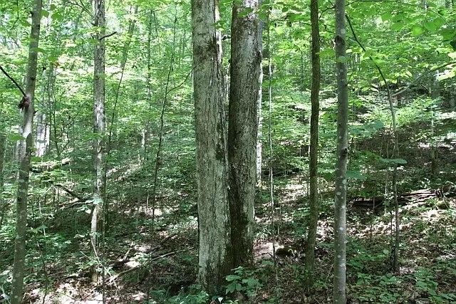 0 Old Highway 31E, Westmoreland, TN 37186