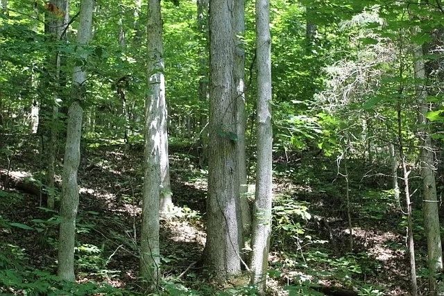 0 Old Highway 31E, Westmoreland, TN 37186