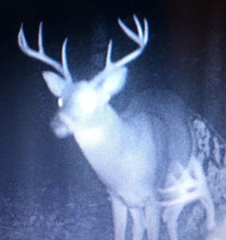 0 Old Highway 31E, Westmoreland, TN 37186