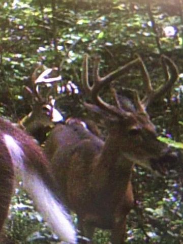 0 Old Highway 31E, Westmoreland, TN 37186