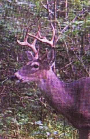 0 Old Highway 31E, Westmoreland, TN 37186