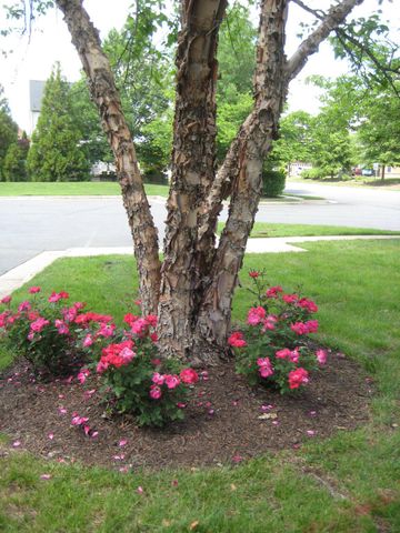 14036 ALBERT WAY, Gainesville, VA 20155