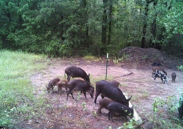 7749 Cr 4200, Pennington, TX 75856