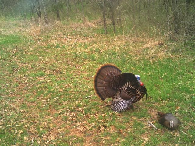 6745 E CC Highway, Stockton, MO 65785