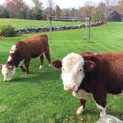 216 North Road, Candia, NH 03034