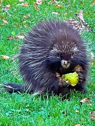 216 North Road, Candia, NH 03034