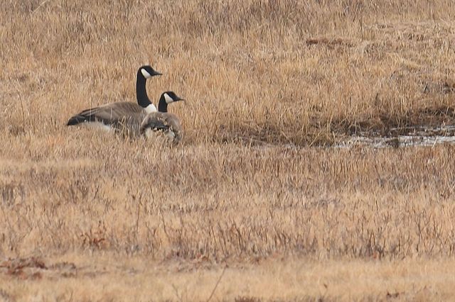 216 North Road, Candia, NH 03034