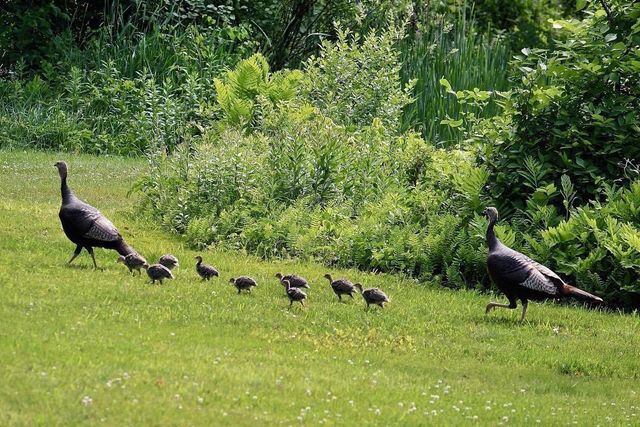 216 North Road, Candia, NH 03034