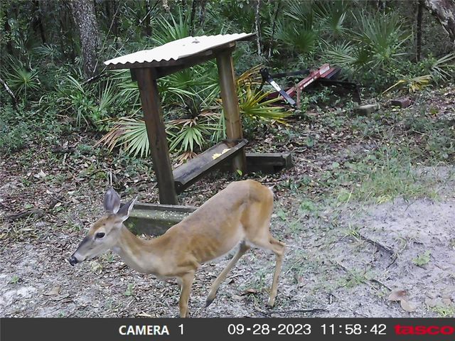 16274 NE 153RD LANE, Fort Mc Coy, FL 32134