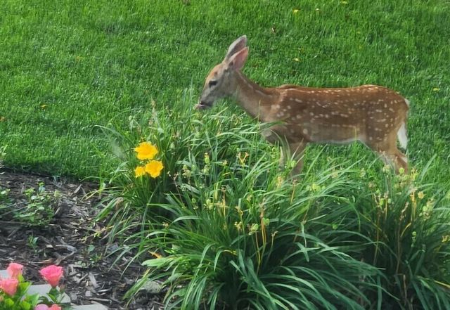 700 Covey Court, Northfield, MN 55057