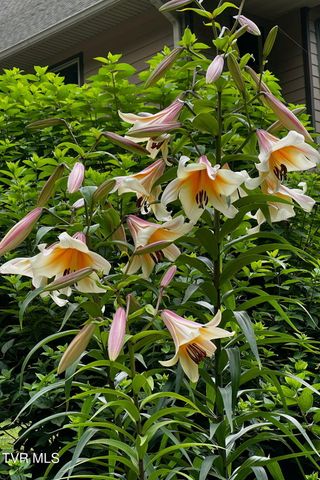 520 Highway 93, Fall Branch, TN 37656