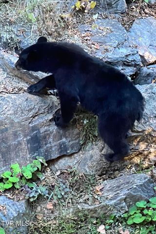 520 Highway 93, Fall Branch, TN 37656