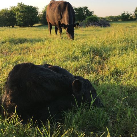20967 Farm Market 121, Gunter, TX 75058