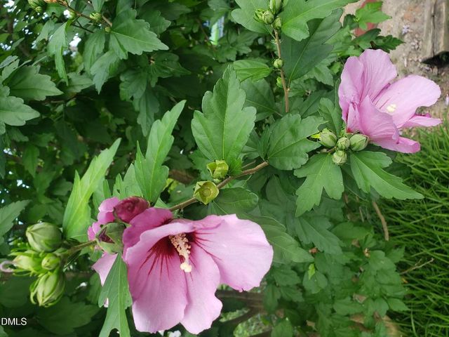 1424 Mapleside Court, Raleigh, NC 27609