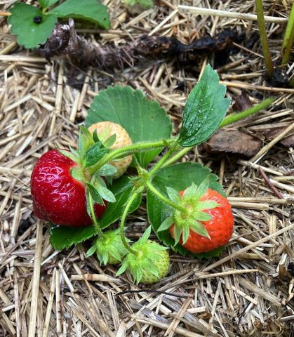 1239 Charles Avenue, Saint Paul, MN 55104