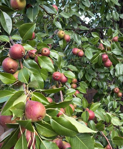 1239 Charles Avenue, Saint Paul, MN 55104