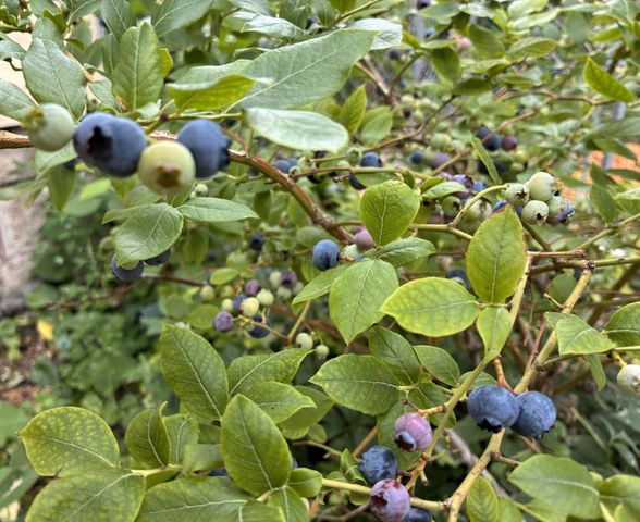 1239 Charles Avenue, Saint Paul, MN 55104