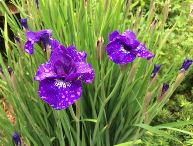 1239 Charles Avenue, Saint Paul, MN 55104