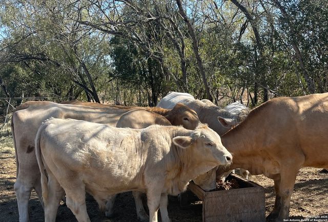 000 FM 1346, St Hedwig, TX 78152