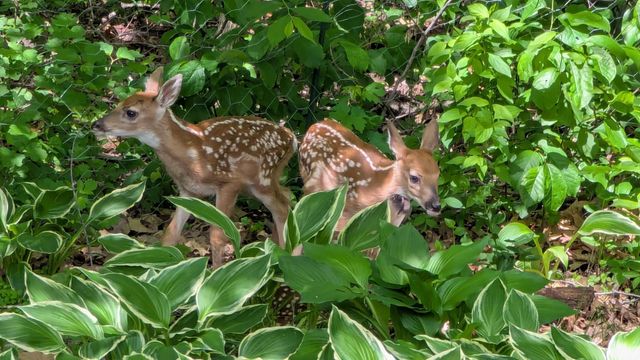 4318 153rd Avenue NE, Ham Lake, MN 55304